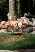 IMG_3970 At the Flamingo Hilton