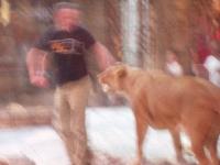 P3300066 Blurry trainer and lion