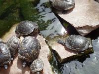 P4040014 Turtles outside a casino